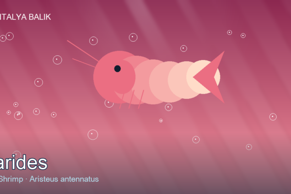 Karides — Pink Gold of the Shallows