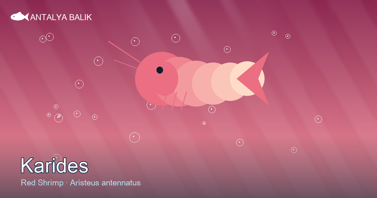 Karides — Pink Gold of the Shallows