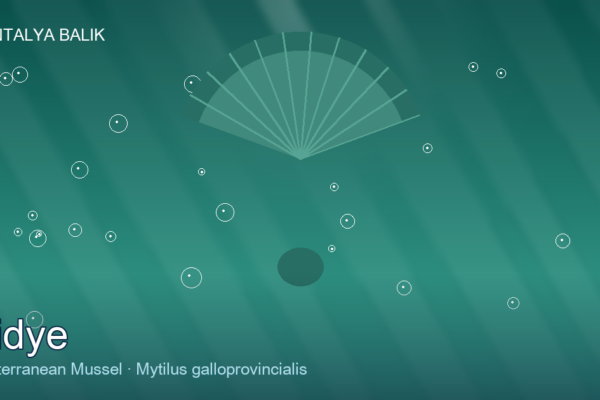 Midye — The Sea’s Humble Gift