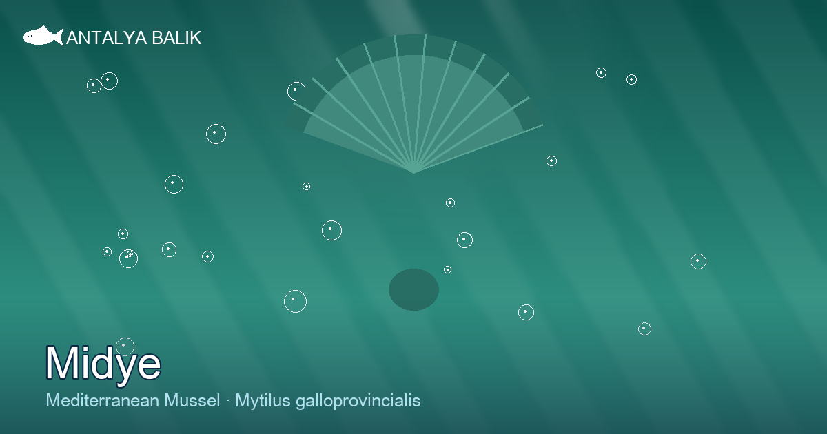 Midye — The Sea’s Humble Gift