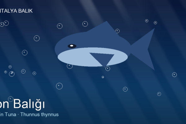 Ton Balığı — The Bluefin Giant