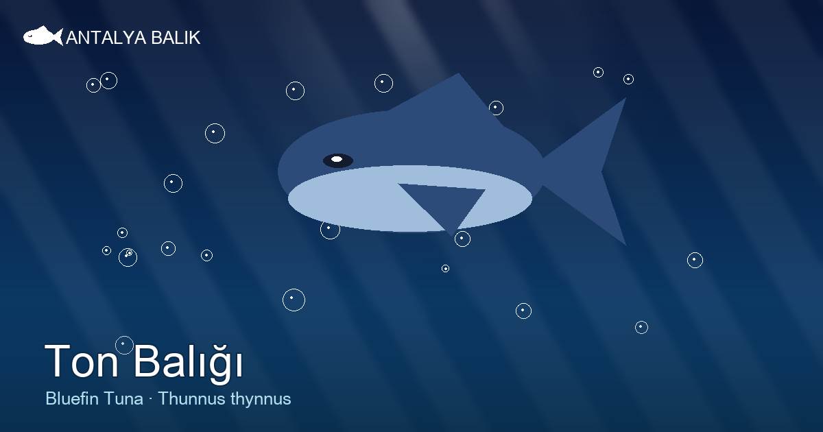 Ton Balığı — The Bluefin Giant